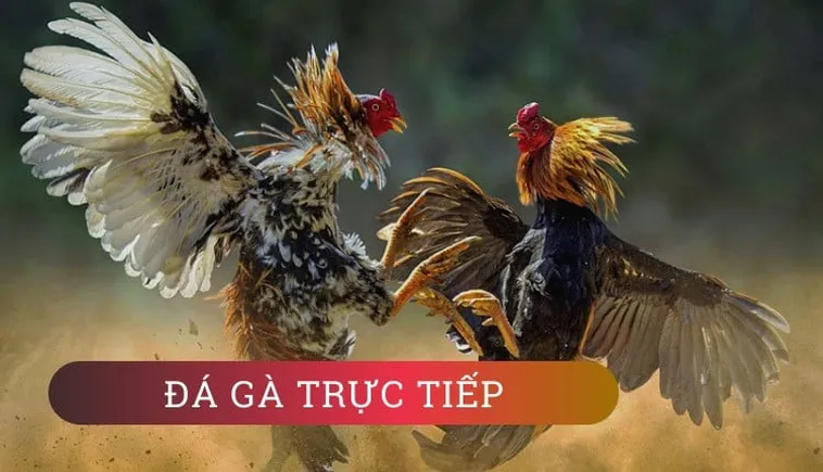 Chinh Phục Đá Gà GA28 Tại B52 Club Với Chiến Thuật Đỉnh Cao 2026